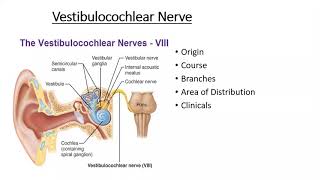 Gross anatomy Head amp Neck  Vestibulocochlear Nerve amp Clinicals of Ear and Nerve [upl. by Eimiaj933]