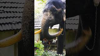 ഒന്ന് മേയാൻവിട്ടതാ viralvideo elephant youtubeshorts trending nature komban ottakomban yt [upl. by Tristis832]