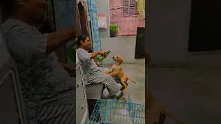 Bella or mummy ki masti bella dog trending shortvideo dogbreed [upl. by Sarajane]