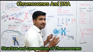 201 Chromosomes and DNA  composition of chromosomes chapter 20  fsc Biology Class12 [upl. by Yhotmit]