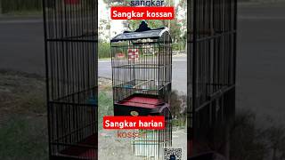 Sangkar kossan [upl. by Ayad]