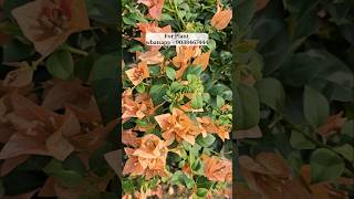 Bougainvillea flower plant nursery muchisha market start Rs 99 [upl. by Ednew]