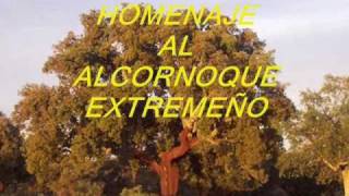 HOMENAJE AL ALCORNOQUE EXTREMEÑO [upl. by Ahsenyl]