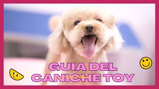 Perro Caniche Toy  Enano donde comprar en España [upl. by Sessylu]