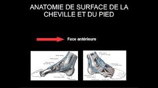 Anatomie de surface cheville et pied  Face antérieure [upl. by Oicnedurp]