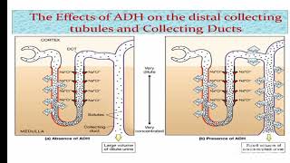 Physiological functions of ADHvasopressin Mechanism amp its Regulation amp relation with hypothalamus [upl. by Yesteb]