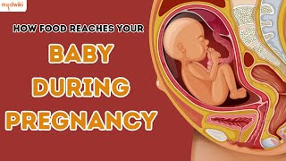 How food reaches your baby during pregnancy [upl. by Amliw]