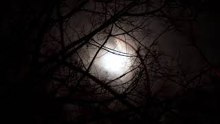 Full Moon Rising at Night in Forest  HD Relaxing Screensaver [upl. by Noeht]