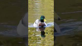 Mallard quacking duck sounds [upl. by Lessur568]