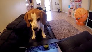 Working at home when you have a dog  Beagle dog wants attention from owner [upl. by Zacek191]