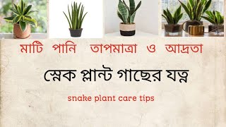 স্নেক প্লান্ট গাছের যত্ন কিভাবে নিবেনsnake plant care tips [upl. by Gnaw790]