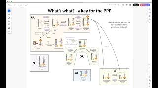 Following the Pentose Phosphate Pathway  what the heck’s going on… [upl. by Mccallion]