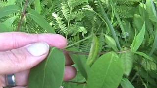 Poison Plant series Spreading Dogbane 1wmv [upl. by Ribaj]