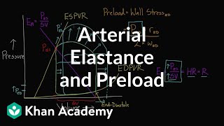 Arterial elastance Ea and preload  Circulatory system physiology  NCLEXRN  Khan Academy [upl. by Atilahs]