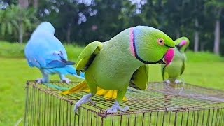 beautiful parrot voice beautiful  parrot voice beautiful  parrot voice beautiful parrot voice [upl. by Yelsnik]