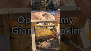 Lighting Cub will be a jackolantern 🎃 giantpumpkin asmr halloween gardening pumpkin plants [upl. by Jamin]