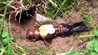 Cricket molting Grillon qui mue   Gryllus campestris [upl. by Raimes]