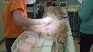 Penn Foster Externship 2 Skill 1  Canine Orchiectomy [upl. by Ajim214]