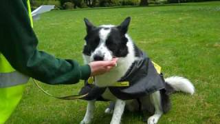 Dogs Trust Kenilworth Fred the 7 year old Collie Cross [upl. by Cousin]