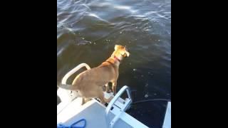 Black Mouth Cur Belgian Shepherd Mix Learns to Swim [upl. by Ondine155]