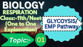 class 11 Glycolysis l glycolysis easy explanation [upl. by Sou]