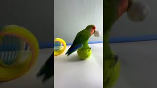 Bird Training  Smart lovebird Parrot  Smart Little Cute Parrot training smartparrot cute [upl. by Tocci]