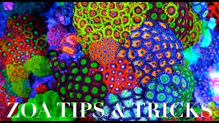 Zoanthid Care 101 [upl. by Corder603]