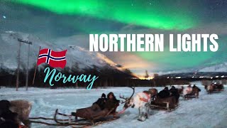 Northern Lights  Tromso  Norway  Feeding the Arctic Reindeers [upl. by Norah860]