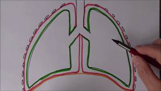 Respiratory System 4 Pressure changes during breathing [upl. by Carlyn]