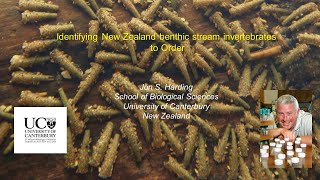 Identifying New Zealand benthic stream invertebrates to Order Jon Harding [upl. by Nnylassej323]