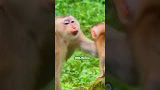 Macaques have a special fondness for babies Macaca Macaco Macaque Bandar Kurang Kothi Monkey [upl. by Hercules]