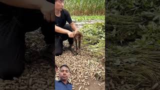 How to easy way to peel garlic food amazing streetfood ytshortsvideo facts youtuberlife [upl. by Mcilroy121]