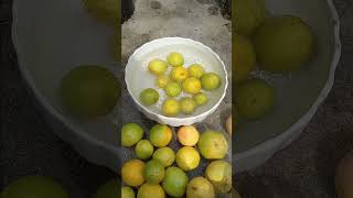 1151 florida citrus tree sweet meyer lemons fruit 2x per year [upl. by Rebeca]