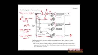 First Aid for the USMLE Step 1 PHARMACOLOGY  06  Autonomic pharmacology Sympathetic amp Parasymp [upl. by Scotty532]