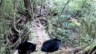 Meidase P60 Trail Camera  Cub joins mom at the log she ripped up [upl. by Thamora122]