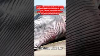 The Exploding Whale amazingfacts interesting history ocean truetales funnyhistory crazystory [upl. by Orvan334]