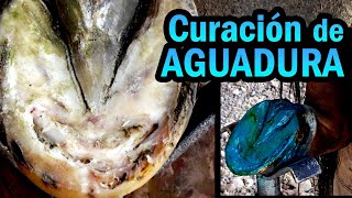 CURAR un Caballo con Aguadura absceso en casco  Historia de Caballo con Laminitis parte 2 [upl. by Budwig]