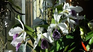 How to Flower Cattleyas on a Windowsill [upl. by Odnanref]