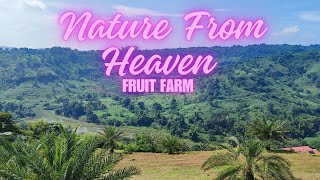 Nature From Heaven Bella Montana Fruit Farm Camping Life ka ba explorephilippines [upl. by Sugar33]