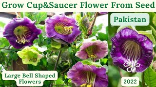 How To Grow Cup amp Saucer Vine Flower From Seed  Cobaea Scandens Flower  Rare Garden  Urduहिंदी [upl. by Ydner348]