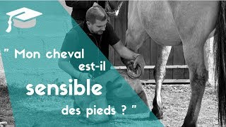 THEMA 2  Mon cheval estil sensible des pieds [upl. by Kimberlee]