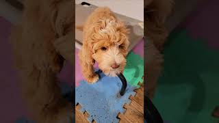 Labradoodle Puppy Training [upl. by Bortz]