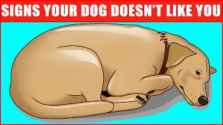 14 Signs Your Dog Doesn’t Love You Even if You Think They Do [upl. by Nylikcaj688]