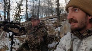 Alberta whitetail Deer huntingDROPPED IN HIS TRACKS [upl. by Thackeray]