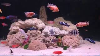 Overstocked mixed African Malawi and Tanganyika cichlids [upl. by Aymahs]