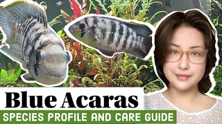 Blue Acaras Species Profile and Care Guide [upl. by Halyahs746]