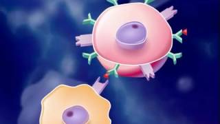 The Immune Response HD Animation [upl. by Castera]