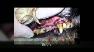 Dog Teeth Cleaning  Kelowna K9 Oral Hygiene  2508599602 [upl. by Bork147]