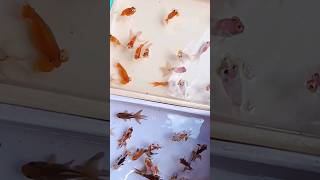 Fish lover please subscribe  ytshorts viralshort youtubeshorts gold fish subscribe please [upl. by Ademla]