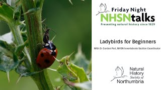 Ladybirds for Beginners [upl. by Leahpar]